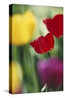 USA, Utah, View of Tulips Garden in Cache Valley-Scott T. Smith-Stretched Canvas