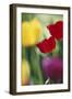 USA, Utah, View of Tulips Garden in Cache Valley-Scott T. Smith-Framed Photographic Print