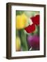 USA, Utah, View of Tulips Garden in Cache Valley-Scott T. Smith-Framed Photographic Print