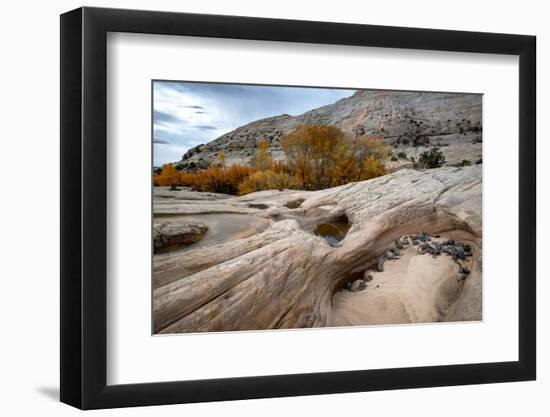 USA, Utah. Waterpockets and autumnal cottonwood trees, Grand Staircase-Escalante National Monument.-Judith Zimmerman-Framed Photographic Print