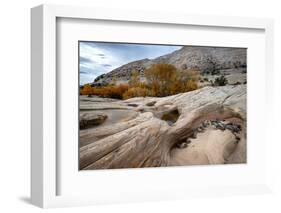 USA, Utah. Waterpockets and autumnal cottonwood trees, Grand Staircase-Escalante National Monument.-Judith Zimmerman-Framed Photographic Print