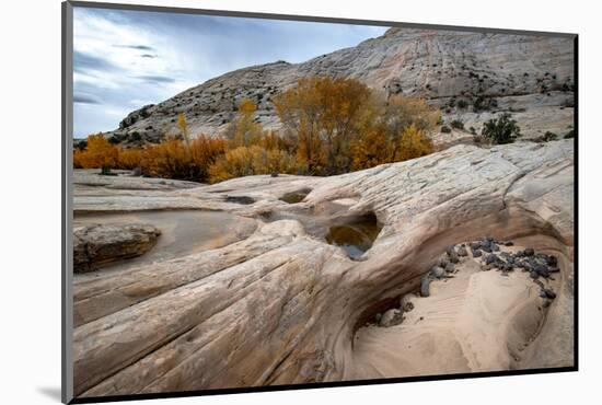 USA, Utah. Waterpockets and autumnal cottonwood trees, Grand Staircase-Escalante National Monument.-Judith Zimmerman-Mounted Photographic Print