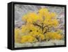 USA, Utah. Wayne County, The Blue Hills, Golden Fremont Cottonwood trees-Jamie & Judy Wild-Framed Stretched Canvas