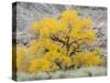 USA, Utah. Wayne County, The Blue Hills, Golden Fremont Cottonwood trees-Jamie & Judy Wild-Stretched Canvas