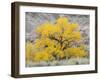 USA, Utah. Wayne County, The Blue Hills, Golden Fremont Cottonwood trees-Jamie & Judy Wild-Framed Photographic Print