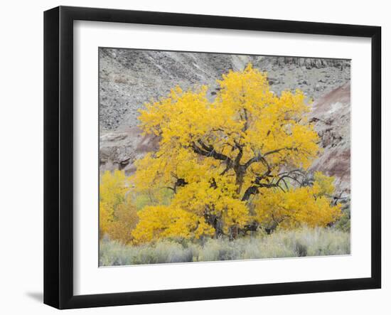 USA, Utah. Wayne County, The Blue Hills, Golden Fremont Cottonwood trees-Jamie & Judy Wild-Framed Photographic Print