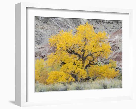 USA, Utah. Wayne County, The Blue Hills, Golden Fremont Cottonwood trees-Jamie & Judy Wild-Framed Photographic Print