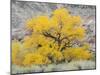 USA, Utah. Wayne County, The Blue Hills, Golden Fremont Cottonwood trees-Jamie & Judy Wild-Mounted Photographic Print