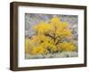 USA, Utah. Wayne County, The Blue Hills, Golden Fremont Cottonwood trees-Jamie & Judy Wild-Framed Photographic Print