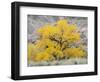 USA, Utah. Wayne County, The Blue Hills, Golden Fremont Cottonwood trees-Jamie & Judy Wild-Framed Photographic Print