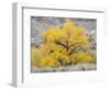 USA, Utah. Wayne County, The Blue Hills, Golden Fremont Cottonwood trees-Jamie & Judy Wild-Framed Photographic Print