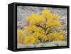 USA, Utah. Wayne County, The Blue Hills, Golden Fremont Cottonwood trees-Jamie & Judy Wild-Framed Stretched Canvas