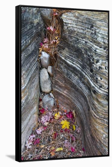 USA, Utah, Zion National Park. Canyon Wall Crevice with Fallen Leaves-Jaynes Gallery-Framed Stretched Canvas