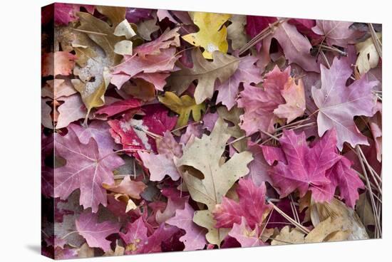 USA, Utah, Zion National Park. Close Up of Red Maple and Oak Leaves-Jaynes Gallery-Stretched Canvas