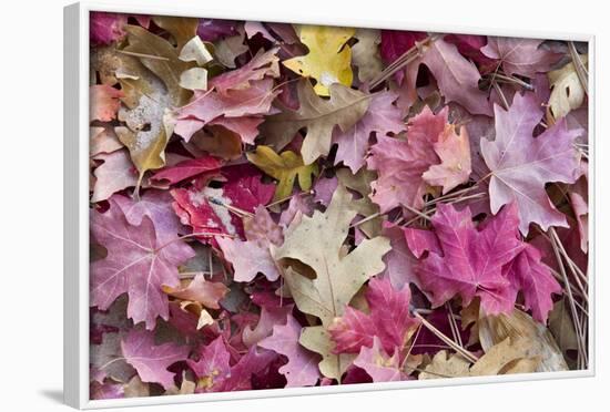 USA, Utah, Zion National Park. Close Up of Red Maple and Oak Leaves-Jaynes Gallery-Framed Photographic Print