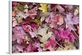 USA, Utah, Zion National Park. Close Up of Red Maple and Oak Leaves-Jaynes Gallery-Framed Photographic Print