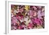 USA, Utah, Zion National Park. Close Up of Red Maple and Oak Leaves-Jaynes Gallery-Framed Photographic Print