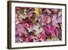 USA, Utah, Zion National Park. Close Up of Red Maple and Oak Leaves-Jaynes Gallery-Framed Photographic Print