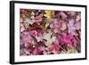 USA, Utah, Zion National Park. Close Up of Red Maple and Oak Leaves-Jaynes Gallery-Framed Photographic Print