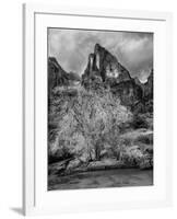 USA, Utah, Zion National Park. Cottonwood in winter-Ann Collins-Framed Photographic Print