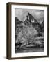 USA, Utah, Zion National Park. Cottonwood in winter-Ann Collins-Framed Photographic Print