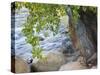 USA, Utah. Zion National Park, Cottonwood tree with the Virgin River-Jamie & Judy Wild-Stretched Canvas