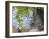 USA, Utah. Zion National Park, Cottonwood tree with the Virgin River-Jamie & Judy Wild-Framed Photographic Print