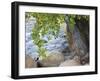 USA, Utah. Zion National Park, Cottonwood tree with the Virgin River-Jamie & Judy Wild-Framed Photographic Print