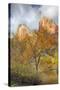 USA, Utah, Zion National Park, Court of the Patriarchs-Jamie & Judy Wild-Stretched Canvas