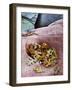 USA, Utah, Zion National Park. Gambel Oak Leaves Fallen on Red Rock-Jaynes Gallery-Framed Photographic Print