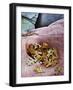 USA, Utah, Zion National Park. Gambel Oak Leaves Fallen on Red Rock-Jaynes Gallery-Framed Photographic Print