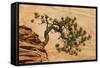 USA, Utah, Zion National Park. Pine Tree Growing Out of Red Rocks-Jaynes Gallery-Framed Stretched Canvas