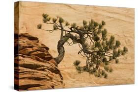 USA, Utah, Zion National Park. Pine Tree Growing Out of Red Rocks-Jaynes Gallery-Stretched Canvas
