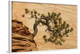 USA, Utah, Zion National Park. Pine Tree Growing Out of Red Rocks-Jaynes Gallery-Framed Photographic Print