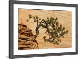 USA, Utah, Zion National Park. Pine Tree Growing Out of Red Rocks-Jaynes Gallery-Framed Photographic Print