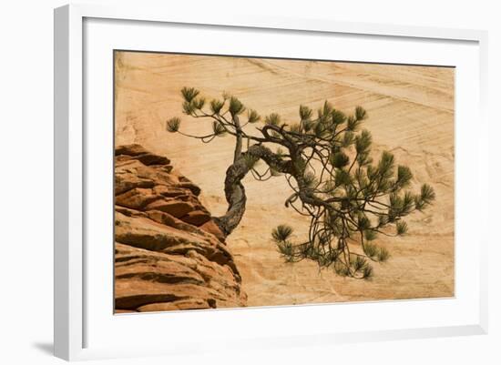 USA, Utah, Zion National Park. Pine Tree Growing Out of Red Rocks-Jaynes Gallery-Framed Photographic Print