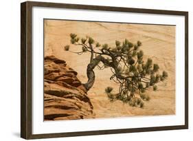 USA, Utah, Zion National Park. Pine Tree Growing Out of Red Rocks-Jaynes Gallery-Framed Photographic Print