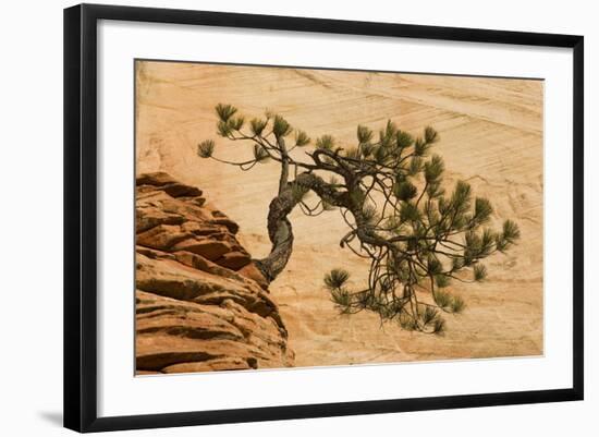 USA, Utah, Zion National Park. Pine Tree Growing Out of Red Rocks-Jaynes Gallery-Framed Photographic Print