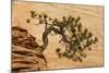 USA, Utah, Zion National Park. Pine Tree Growing Out of Red Rocks-Jaynes Gallery-Mounted Photographic Print