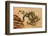 USA, Utah, Zion National Park. Pine Tree Growing Out of Red Rocks-Jaynes Gallery-Framed Photographic Print