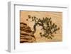 USA, Utah, Zion National Park. Pine Tree Growing Out of Red Rocks-Jaynes Gallery-Framed Photographic Print