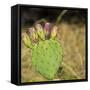 USA, Utah. Zion National Park, Prickly Pear Cactus-Jamie & Judy Wild-Framed Stretched Canvas