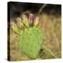 USA, Utah. Zion National Park, Prickly Pear Cactus-Jamie & Judy Wild-Stretched Canvas