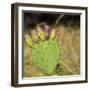 USA, Utah. Zion National Park, Prickly Pear Cactus-Jamie & Judy Wild-Framed Photographic Print