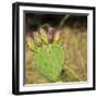 USA, Utah. Zion National Park, Prickly Pear Cactus-Jamie & Judy Wild-Framed Photographic Print