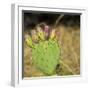 USA, Utah. Zion National Park, Prickly Pear Cactus-Jamie & Judy Wild-Framed Photographic Print