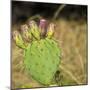 USA, Utah. Zion National Park, Prickly Pear Cactus-Jamie & Judy Wild-Mounted Photographic Print