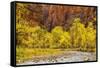 USA, Utah, Zion National Park. Stream in Autumn Landscape-Jay O'brien-Framed Stretched Canvas