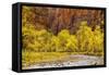 USA, Utah, Zion National Park. Stream in Autumn Landscape-Jay O'brien-Framed Stretched Canvas