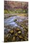 USA, Utah, Zion National Park. Stream in Autumn Scenic-Jay O'brien-Mounted Premium Photographic Print